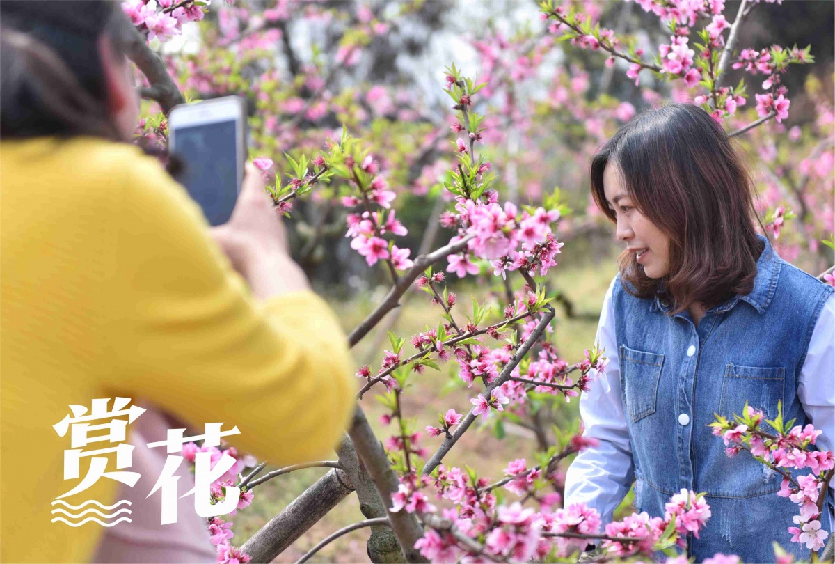 賞花.jpg